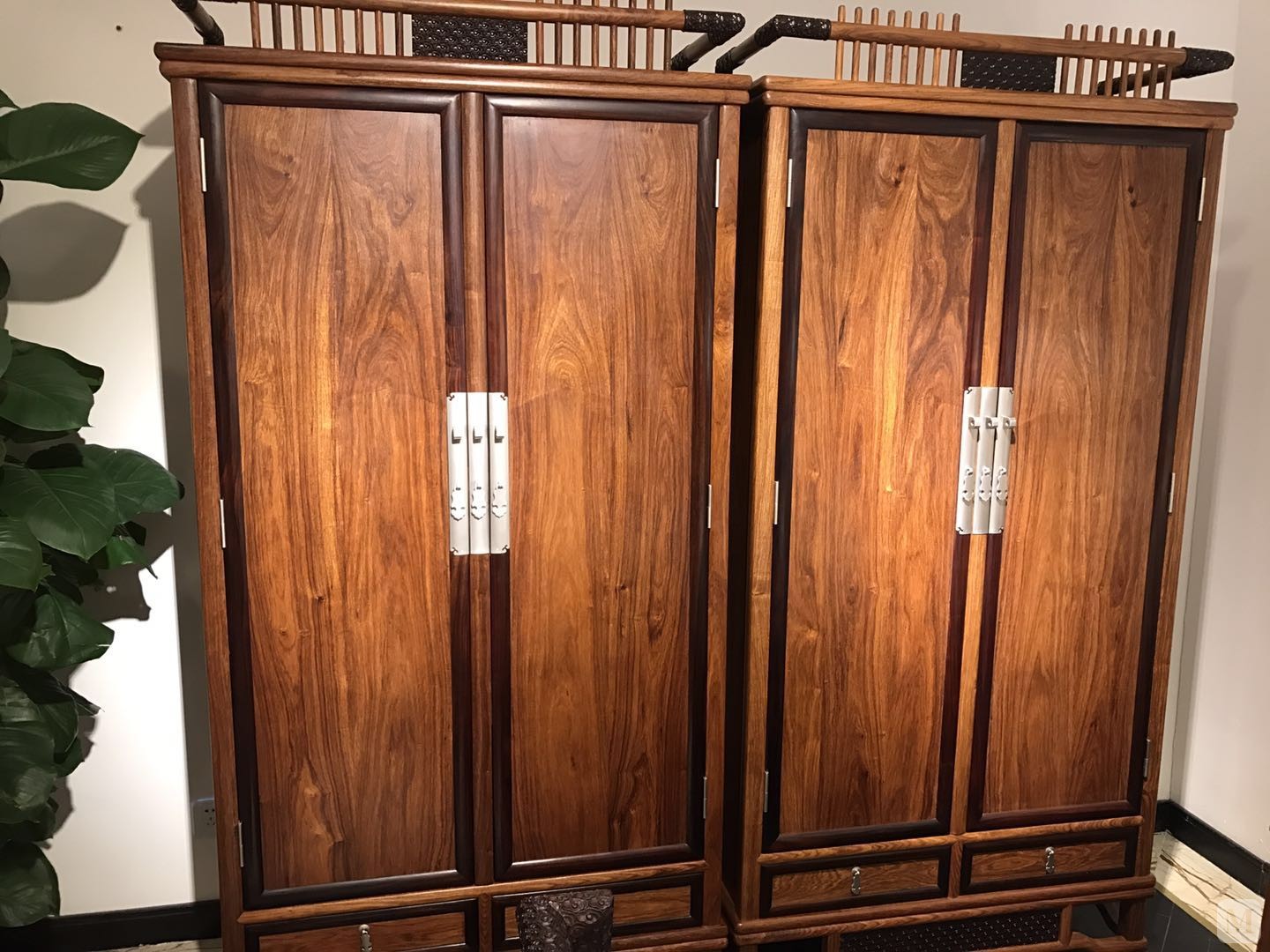 苏梨 刺猬紫檀(pterocarpuserinaceus)出人头地阔叶